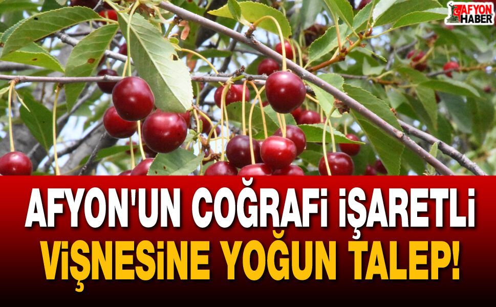 Afyon'un Coğrafi İşaretli Vişnesine Yoğun Talep!