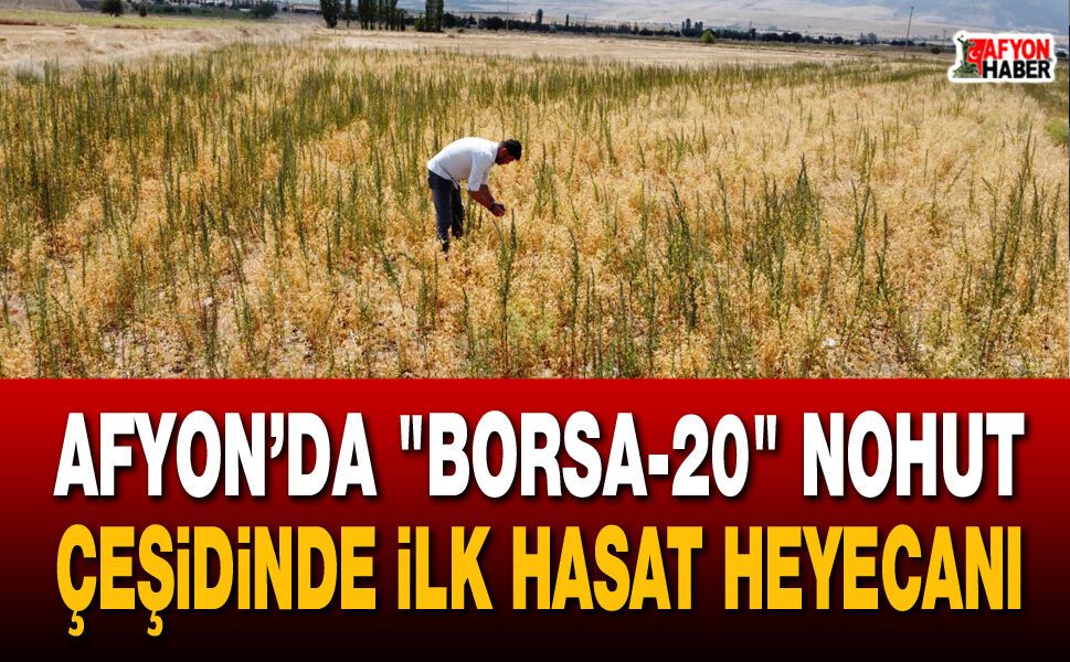 Afyon’da "Borsa-20" nohut çeşidinde ilk hasat heyecanı