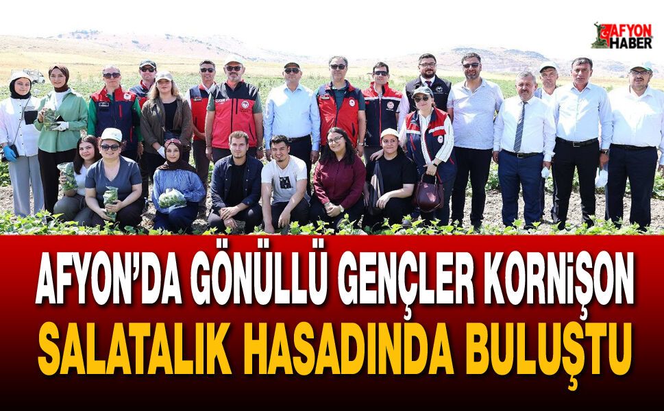 Afyon’da gönüllü gençler kornişon salatalık hasadında buluştu