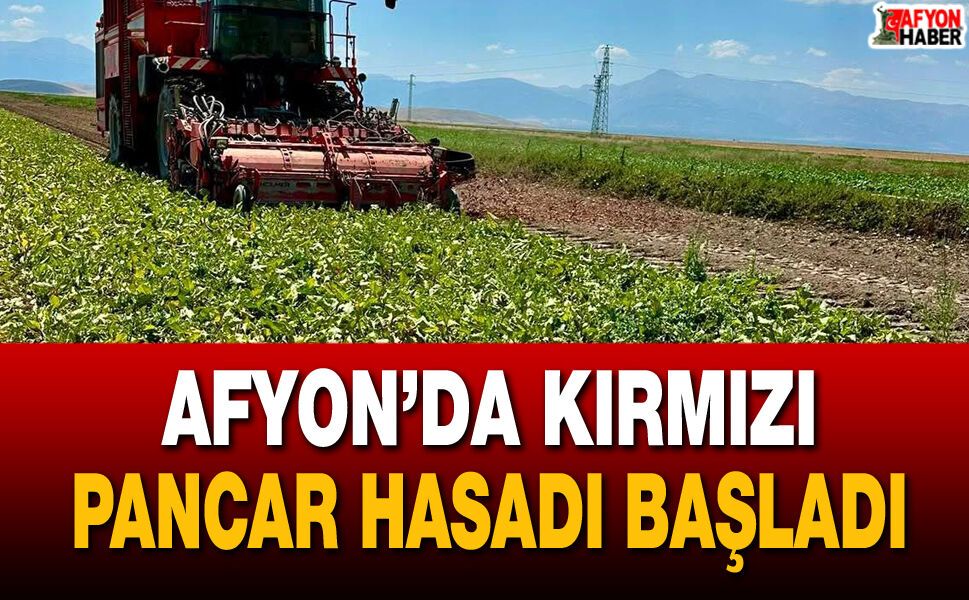 Afyon’da kırmızı pancar hasadı başladı