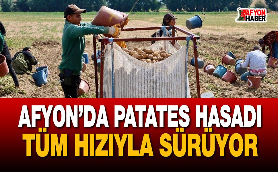 Afyon’da patates hasadı tüm hızıyla sürüyor