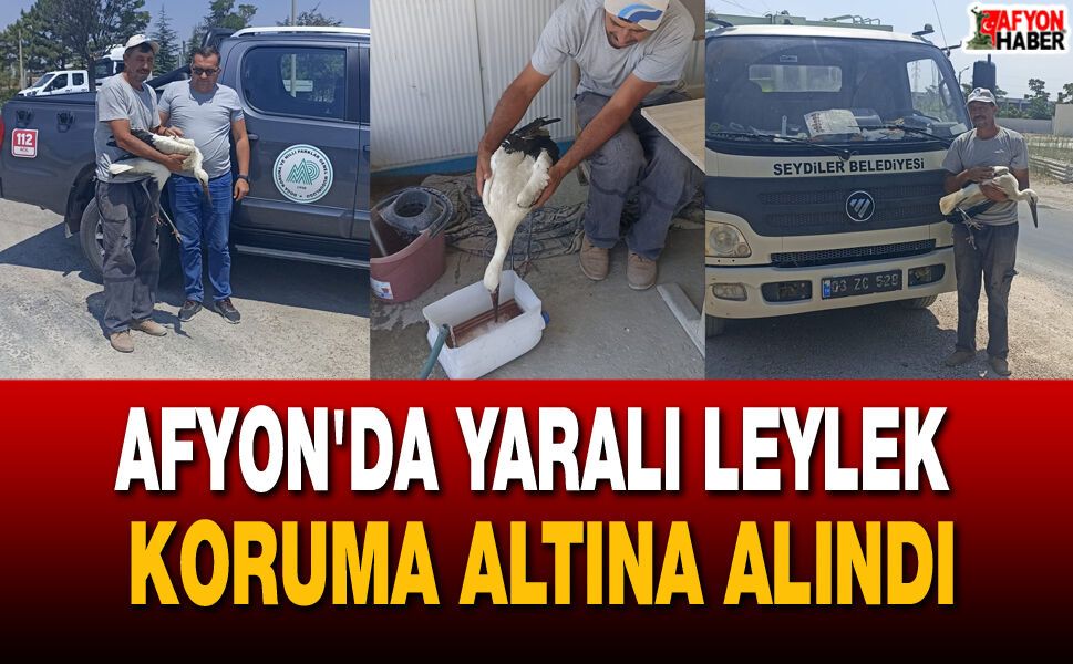 Afyon'da yaralı leylek koruma altına alındı