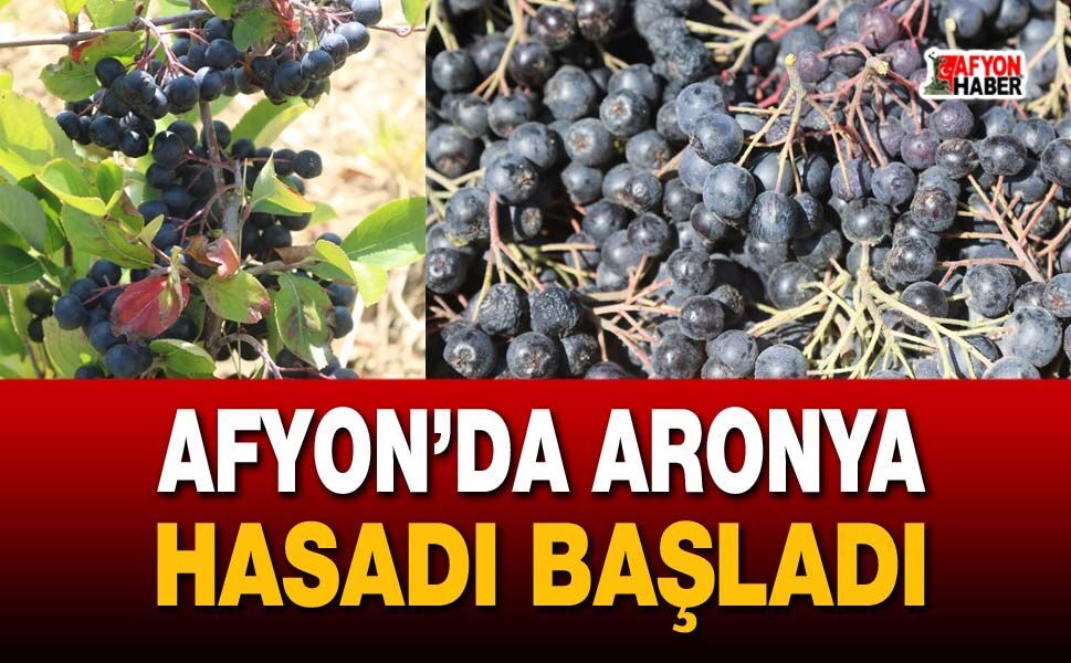 Afyon’da aronya hasadı başladı