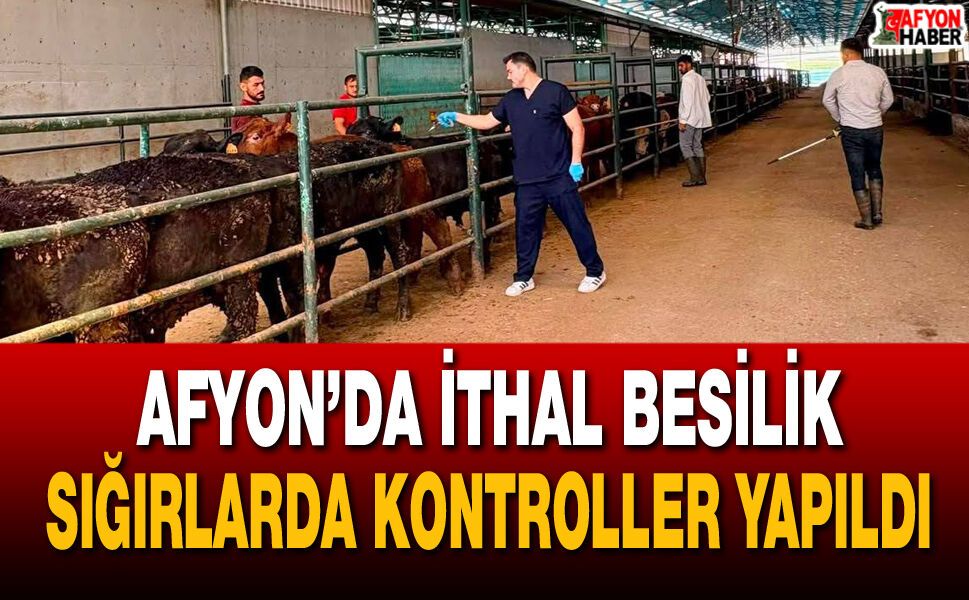 Afyon’da ithal besilik sığırlarda kontroller yapıldı