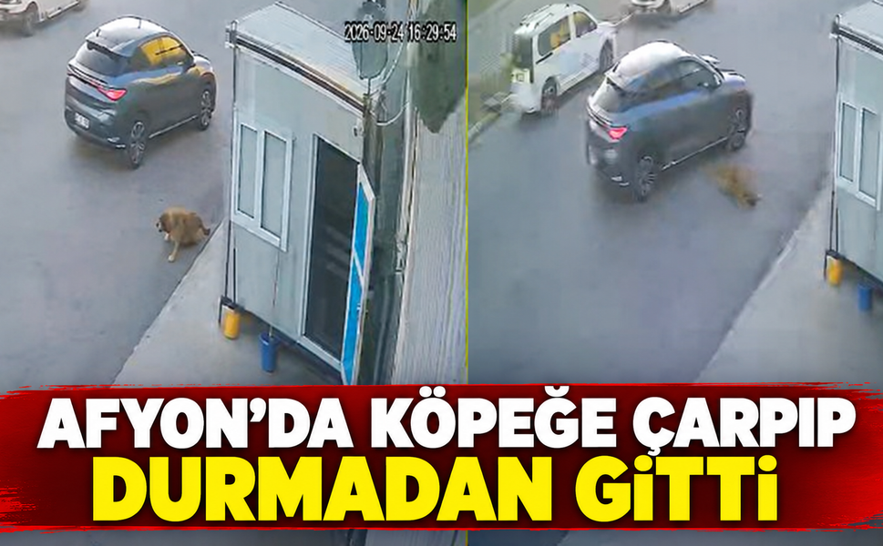 Afyon’da köpeğe çarpıp durmadan gitti!