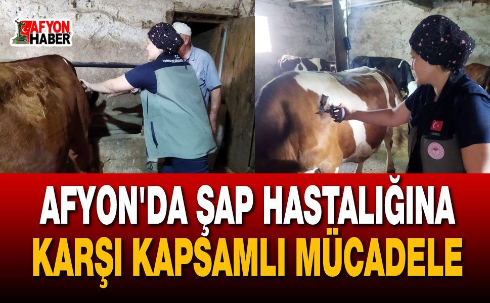 Afyon’da şap hastalığına karşı kapsamlı mücadele