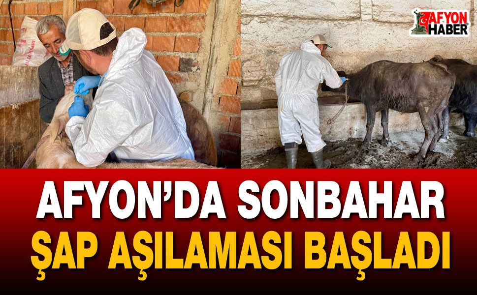 Afyon’da sonbahar şap aşılaması başladı