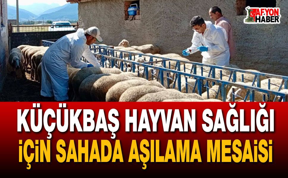 Küçükbaş hayvan sağlığı için sahada aşılama mesaisi