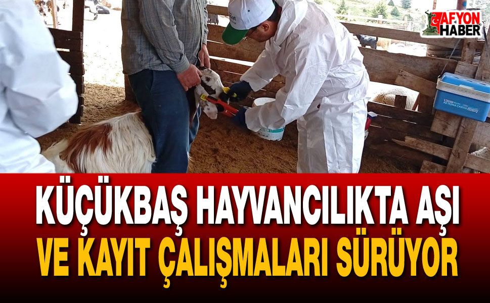 Küçükbaş hayvancılıkta aşı ve kayıt çalışmaları sürüyor