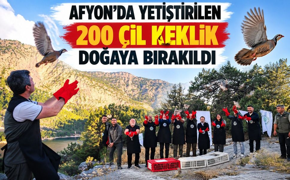Afyon’da yetiştirilen 200 çil keklik doğaya bırakıldı