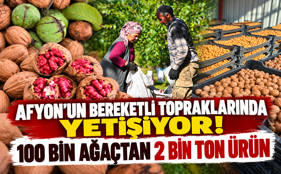 Afyon’un bereketli topraklarında yetişiyor! 100 bin ağaçtan 2 bin ton ürün