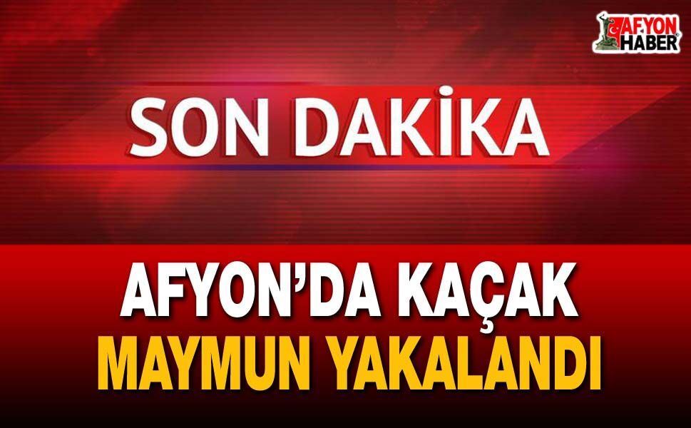 Afyon’da kaçak maymun yakalandı!