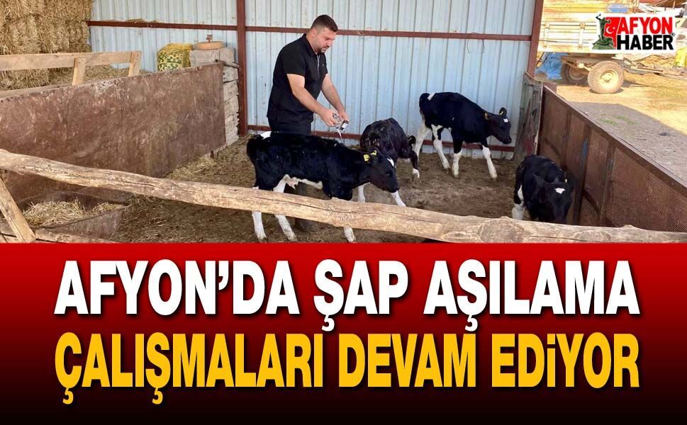 Afyon’da şap aşılama çalışmaları devam ediyor