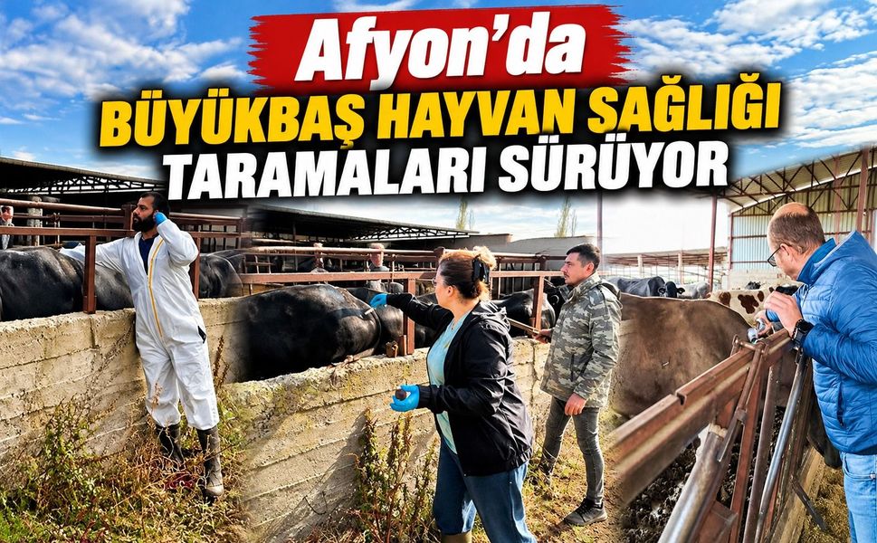 Afyon'da büyükbaş hayvan sağlığı taramaları sürüyor