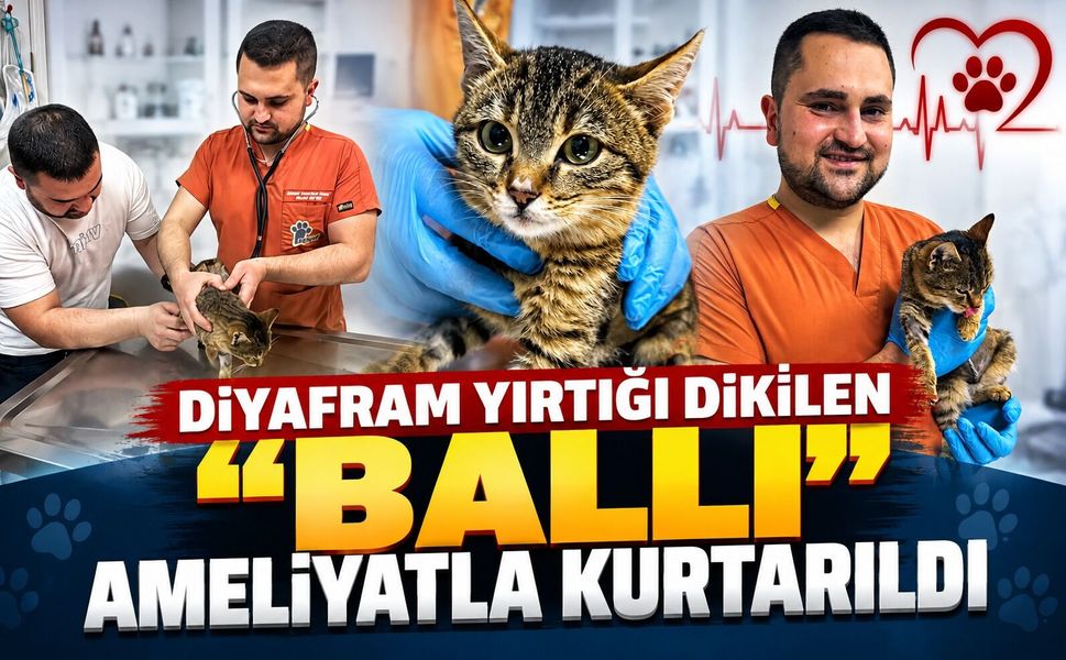 Diyafram yırtığı dikilen "Ballı" ameliyatla kurtarıldı
