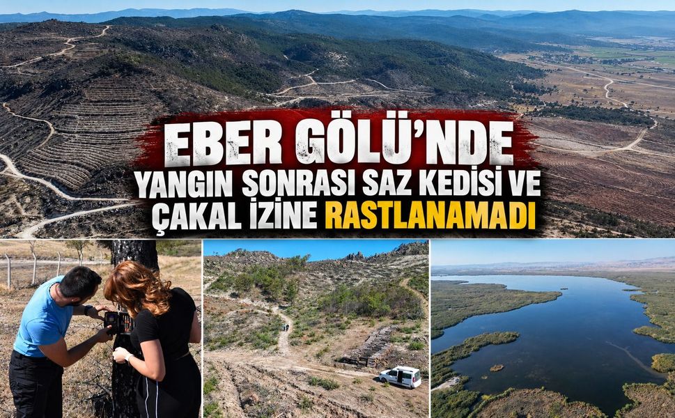 Eber Gölü'nde Yangın Sonrası Saz Kedisi ve Çakal İzine Rastlanamadı!