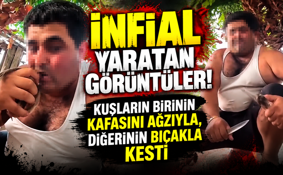 Cani adam kuşların birinin kafasını ağzıyla, diğerinin bıçakla kesti